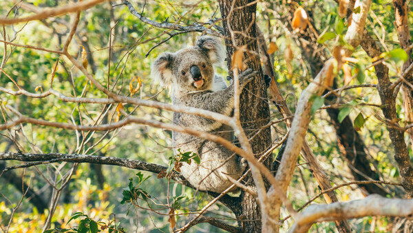 Tourism and Events Queensland Magnetic Island