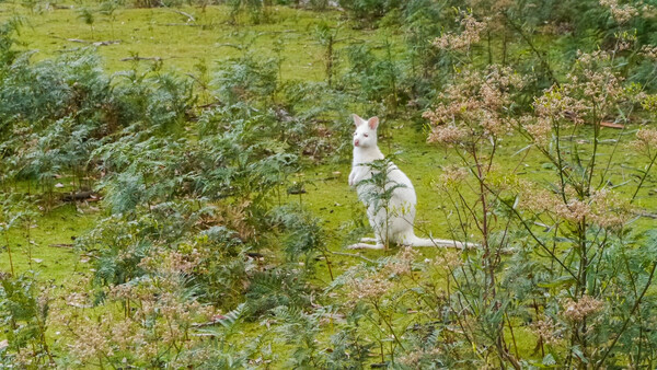 white kanagaroo