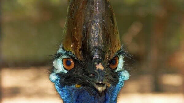 Экскурсия в Кэрнсе с русскоязычным гидом в Крокодиловый Парк Хартли