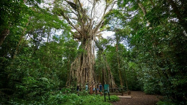 Экскурсия в Кэрнсе с русскоязычным гидом 'Плоскогорье Атертон и его чудеса природы'- авторский тур Ирины Рома