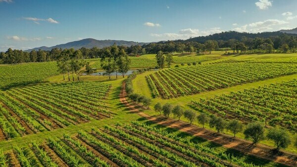 Винодельни Долины Хантер